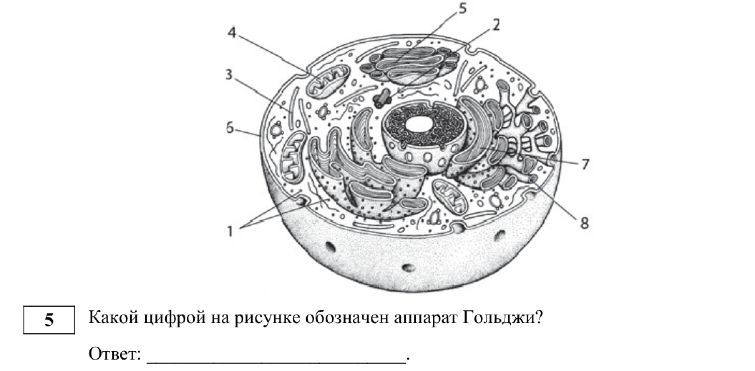 Задание ЕГЭ 5_1