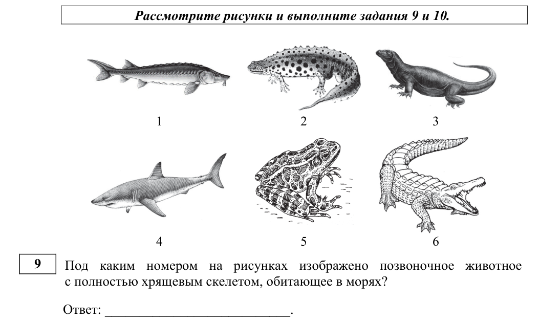 Задание ЕГЭ 9_1